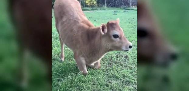 Uroczy, rozrabiający cielak. Rozbawi każdego! [WIDEO]