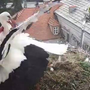 Kolejny atak na gniazdo w Przygodzicach. Bociany straciły potomstwo... [WIDEO]                                          