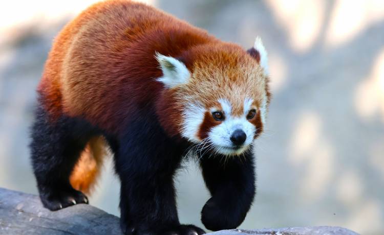 Wirestock Creators/Shutterstock