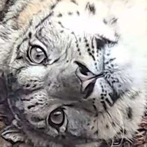 Śnieżne pantery z wrocławskiego zoo pozują do kamery. Nie da się nie kochać! [WIDEO]