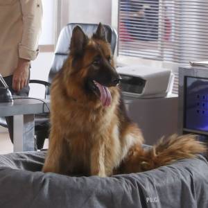 Widzowie „Komisarza Alexa” się nie spodziewali. Ona zagra w hicie TVP1           