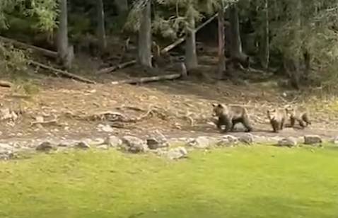 Gdzie można spotkać niedźwiedzia w Tatrach? Przy schronisku pojawiła się cała rodzina! [WIDEO]