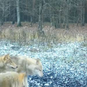 Wataha wilków hasa przed obiektywem fotopułapki! Takie nagranie to rzadkość [WIDEO]
