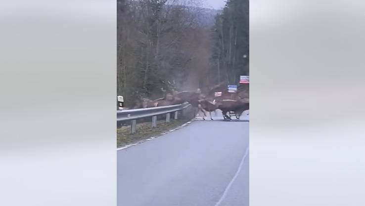Chmara jeleni przeskoczyła przez barierki i wbiegła na drogę. "Ale maraton" [WIDEO]