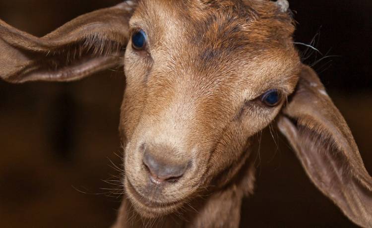 Jego uszy mierzą ponad pół metra. Kozioł jest hitem sieci