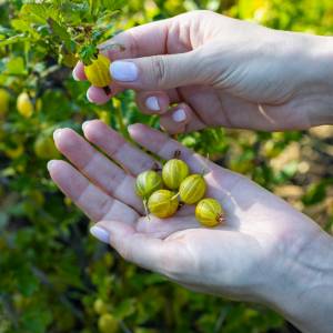 Latem postaw na agrest! Dlaczego warto go jeść?