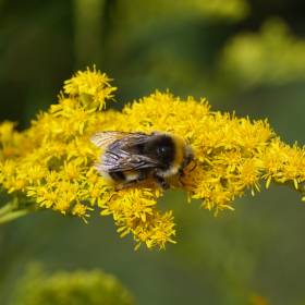 Miód nawłociowy – naturalne wsparcie dla seniorów. Wzmacnia organizm i poprawia krążenie