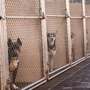Pies spędził niemal rok w schronisku. Na szczęście rodzina go odnalazła! Reakcja zwierzęcia robi furorę w sieci [WIDEO]