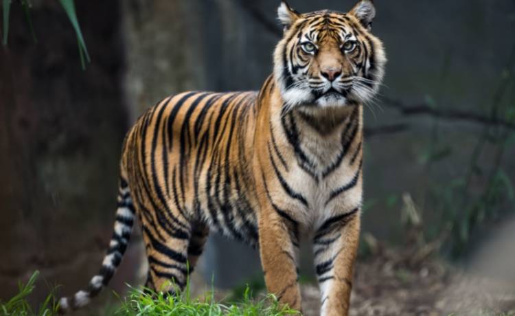 Rolnik przemalował psa na tygrysa, by skuteczniej bronił... pola [WIDEO]