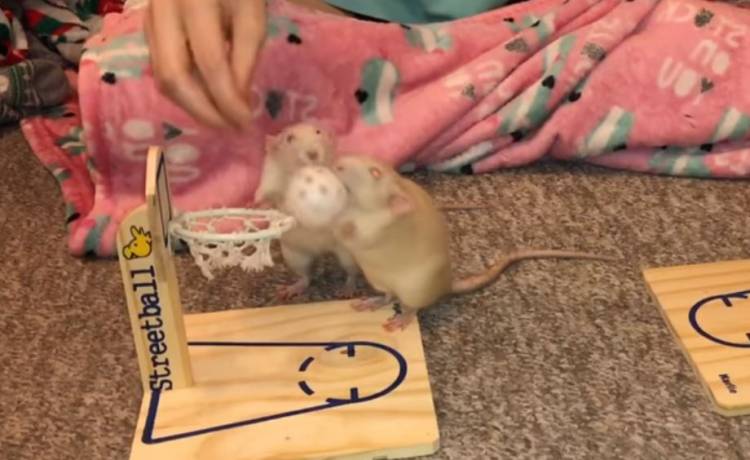 Koszykówka w wydaniu... szczurów! Ten filmik to hit sieci!