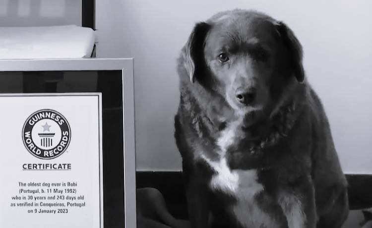 Bobi nie żyje. Był najstarszym psem na świecie 
