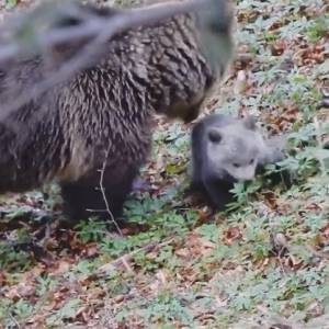Te dwa niedźwiadki robią furorę w Internecie! Maluchy buszują po bieszczadzkich lasach i mają już tysiące fanów! [WIDEO]