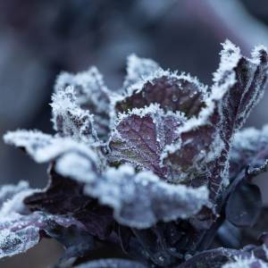 Mróz atakuje Polskę. Co to oznacza dla twojego ogródka?