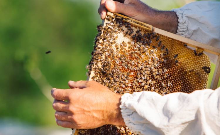 Pszczoły Pawła Kukiza zostały otrute. Artysta stracił 40 tysięcy owadów