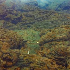 Złote jajo znalezione na dnie morza przeraziło naukowców.  "To jak początek horroru" [FOTO]