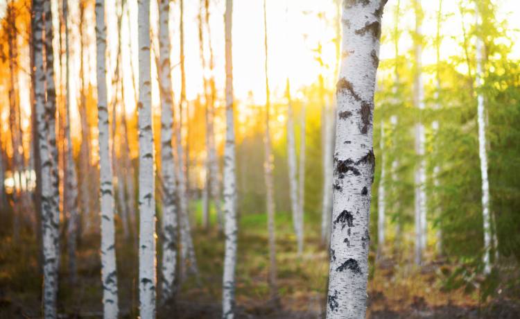 Epokowe badania wprawiają w zdumienie! To one usuwają mikroplastik. Uczeni odkryli prawdę o...          