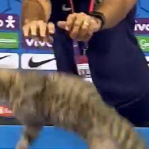 Rzecznik prasowy Brazylii rzuca kotem na oczach dziennikarzy. Skandal na mundialu [WIDEO]