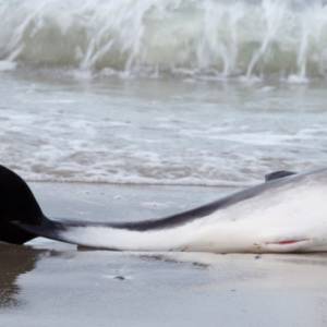Delfinom grozi wyginięcie? 1100 martwych i brutalnie okaleczonych ssaków na francuskim wybrzeżu