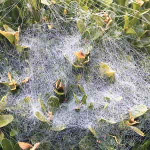 W taki sposób pozbędziesz się ćmy bukszpanowej. To bardzo proste