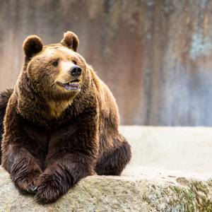 23-letni mężczyzna próbował podtopić niedźwiedzia w warszawskim ZOO. Był pijany