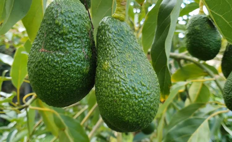 Awokado, fot. Shutterstock