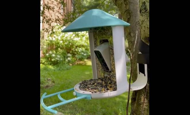 Nieproszony gość w karmniku dla ptaków! Musisz zobaczyć finał nagrania z fotopułapki [WIDEO]
