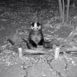Borsuk "czyścioszek" rozbawił internautów! Jego wieczorną toaletę uchwyciła fotopułapka [WIDEO]