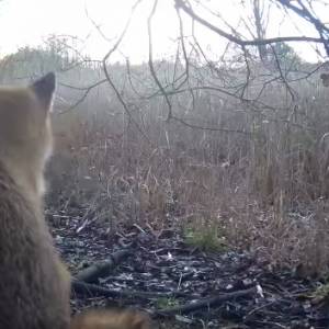 Lisek spokojnie siedział, gdy nagle obok pojawił się... mundżak! [WIDEO]