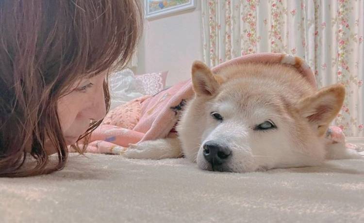 Zwierzak znany z memów jest poważnie chory. "Pieseł" ma białaczkę