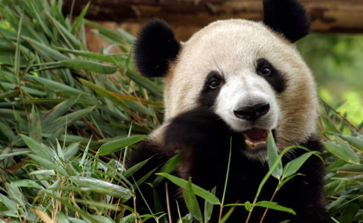 Międzynarodowy Dzień Pandy. Czy wiesz już o nich wszystko?