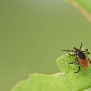 Naukowcy udowodnili. Kleszcze chętniej atakują osoby z tą grupą krwi 