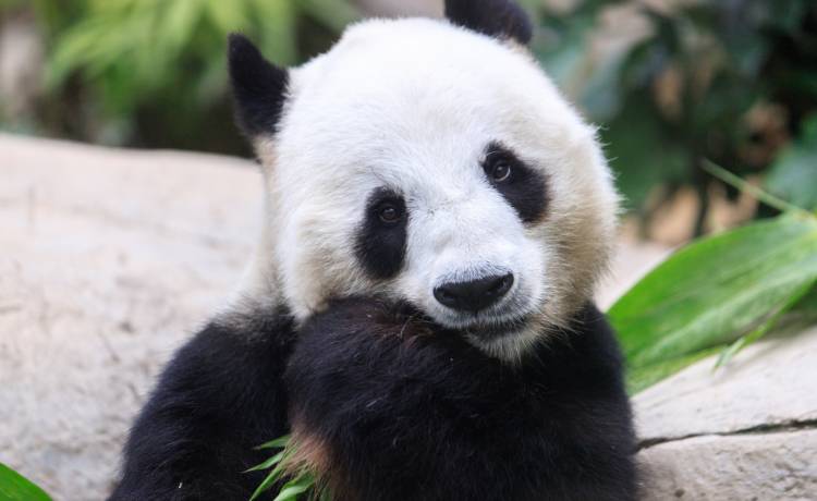 Niezdarne pandy, fot. Shutterstock/Bossa Art