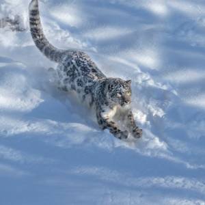 Atak irbisa na narciarkę. Chciała zrobić sobie z nim zdjęcie