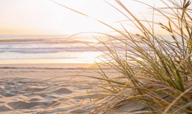 Tajemniczy stwór znaleziony na jednej z plaż. Nie ma oczu ani płetw