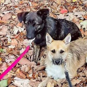 Psiaki pilnie szukają domu. "Dolce i Gaba nie potrafią bez siebie żyć"