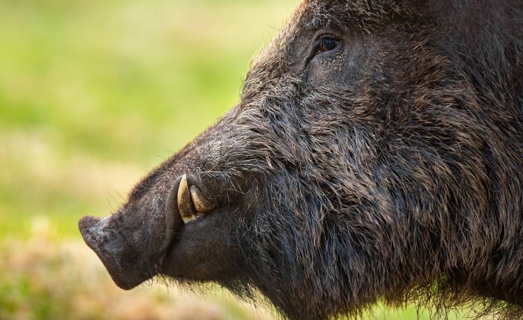 Dzik biegał po korytarzach uczelni. Takiego "studenta" w Rzeszowie się nie spodziewali [WIDEO]