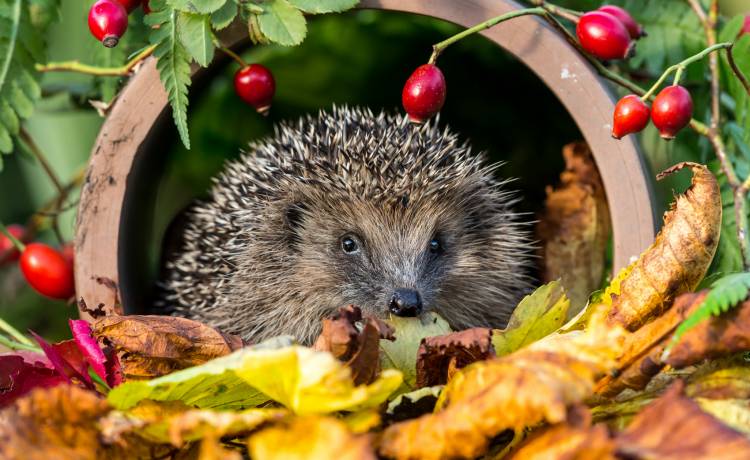 fot. shutterstock.com