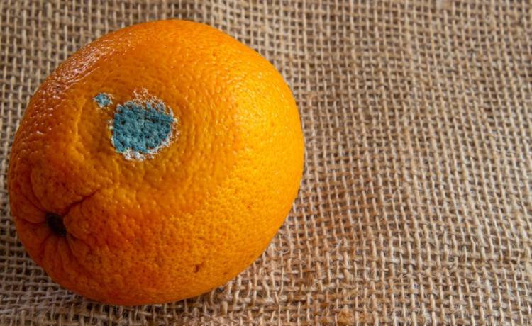 Tego nigdy nie rób z pleśniejącym jedzeniem! GIS ostrzega! 