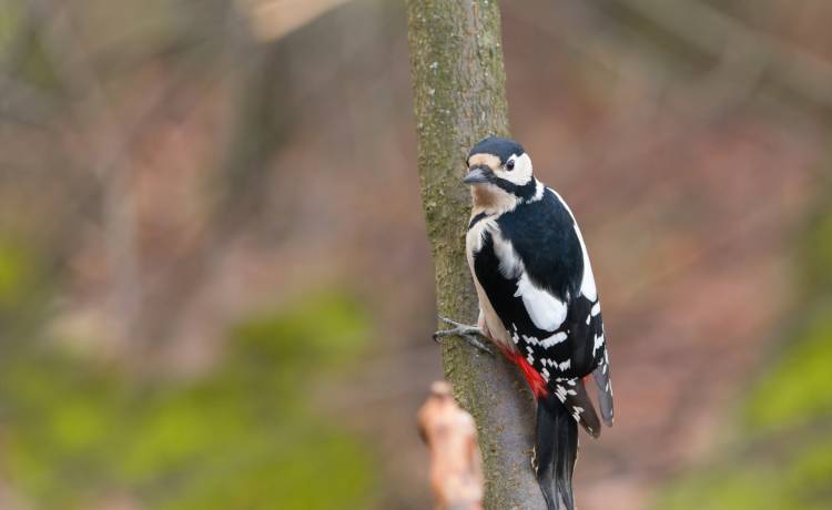 fot. shutterstock.com