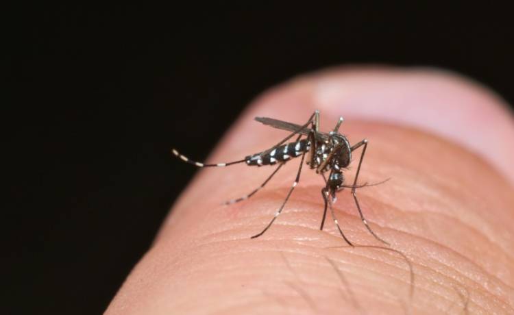 Komary dają się we znaki! W Polsce pojawił się ich azjatycki kuzyn