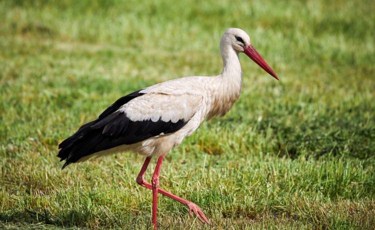 Powinny już lecieć, a zamiast tego tkwią w Afryce. Zaskakujące zachowanie bocianów