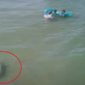 Dron nagrał rekina, który pływał wokół ludzi. Nikt go nie zauważył... [WIDEO]