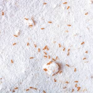 Choć są małe, mogą narobić dużych szkód. Jak zwalczyć gryzki?