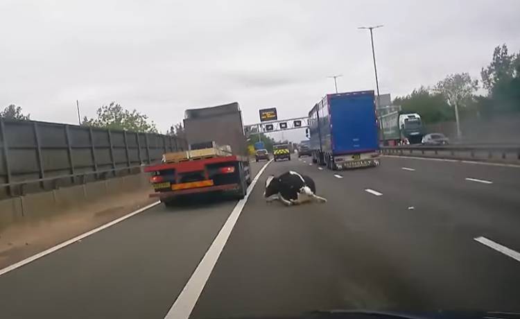 Na autostradzie wylądowała... krowa i spowodowała wielki korek! [WIDEO]