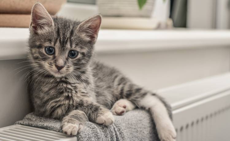 Twój kot cię znienawidzi, jeśli będziesz przejawiać te 4 zachowania