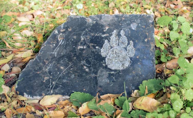 To tutaj pupile kończą swój żywot. Czym są cmentarze zwierząt?