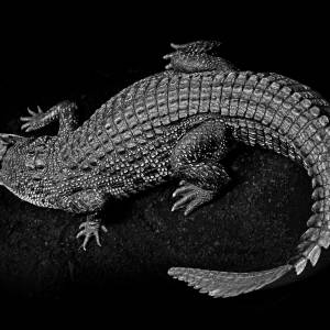 14-latka zginęła w wyniku ataku krokodyla