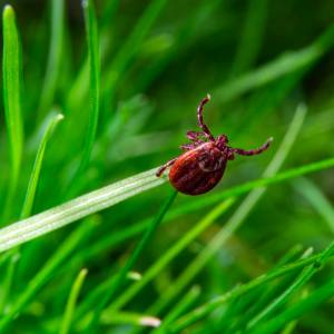 Choroby przenoszone przez kleszcze. To nimi możesz się zarazić