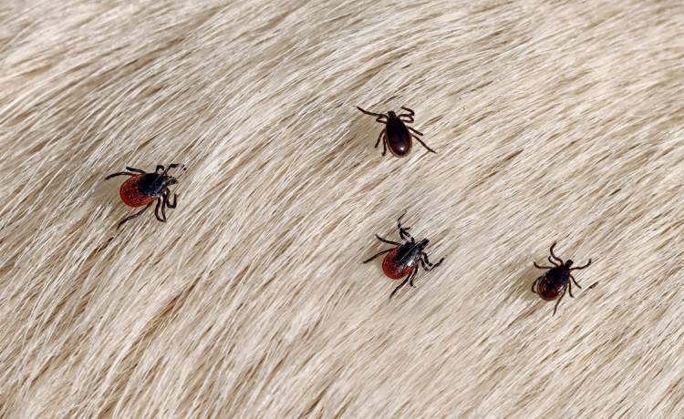 Fot. Shutterstock/MakroBetz