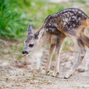 Osierocony sarni maluszek łamie serca setek internautów. "Matka straciła życie w wyniku ludzkich prac polowych" [FOTO]